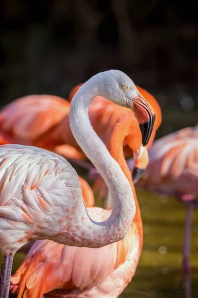 Muito flamingo de perto — Fotografia de Stock