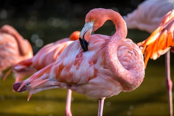 Muito flamingo de perto — Fotografia de Stock