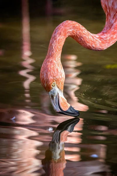 Hübscher Flamingo aus nächster Nähe — Stockfoto