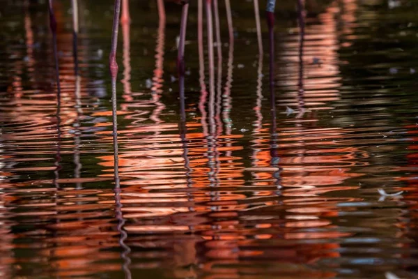 Flamingos spiegeln sich im Wasser — Stockfoto