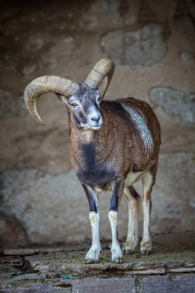 Pro dospělé muflon aries v zoo Barcelona ve Španělsku — Stock fotografie