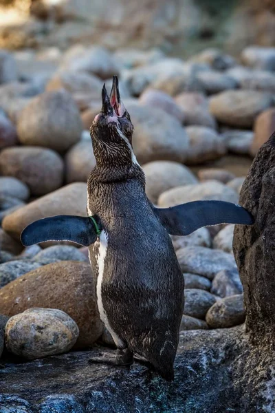 バルセロナ動物園のペンギンの肖像画 — ストック写真