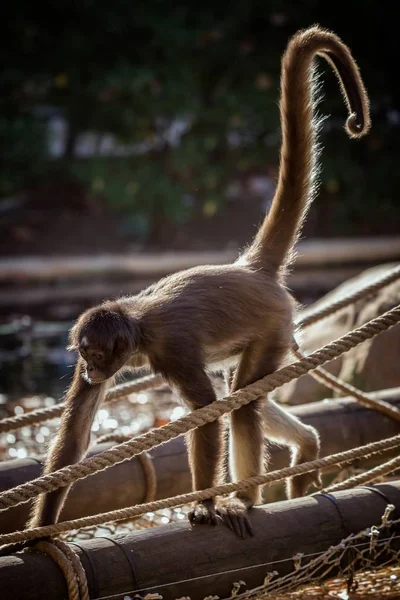 Spider monkey in the zoo Barcelona of Spain — Stock Photo, Image