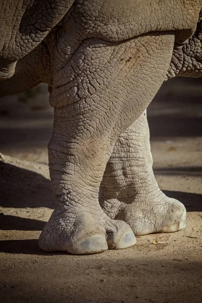 Close-up de rinoceronte no zoológico de Barcelona, na Espanha — Fotografia de Stock