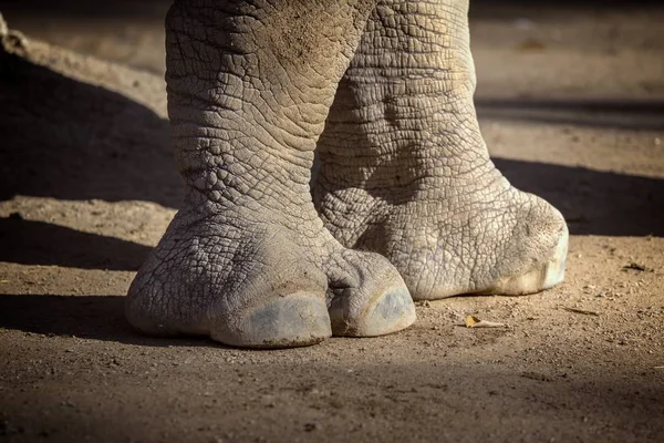 Close-up de rinoceronte no zoológico de Barcelona, na Espanha — Fotografia de Stock