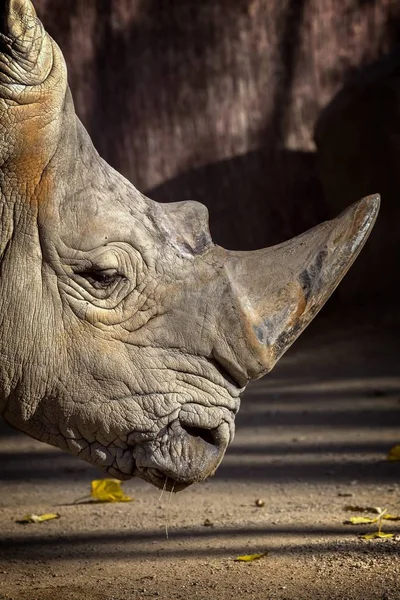 Close-up de rinoceronte no zoológico de Barcelona, na Espanha — Fotografia de Stock