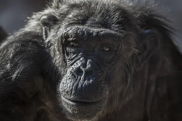 Gammelt chimpanse portræt i zoologisk have Barcelona, i Spanien - Stock-foto