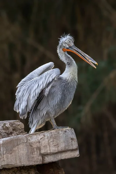 ニシハイイロ ペリカン (ペリカン crispus) 肖像画 — ストック写真