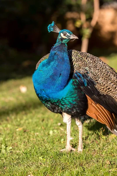 Prachtige kleurrijke peacock — Stockfoto