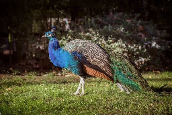 Prachtige kleurrijke peacock — Stockfoto