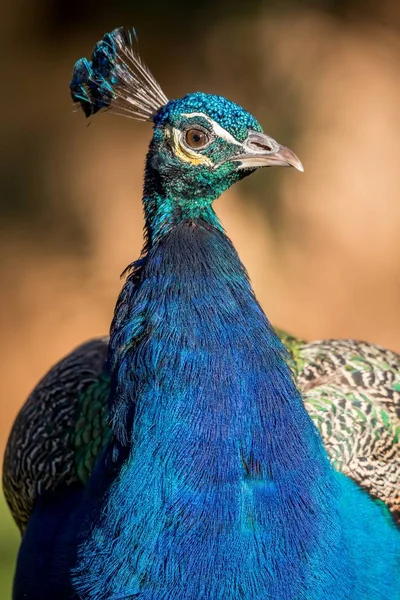 Prachtige kleurrijke peacock — Stockfoto