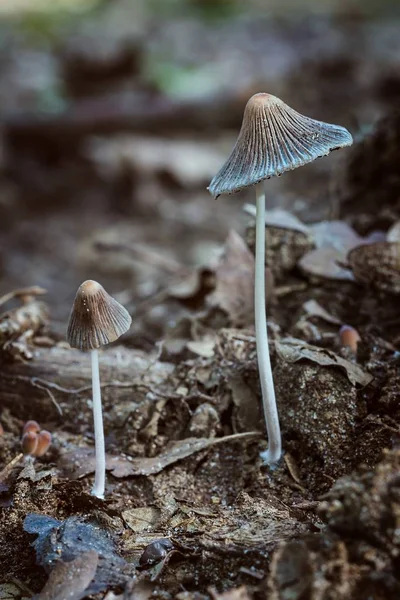 Setas pequeñas en el bosque —  Fotos de Stock