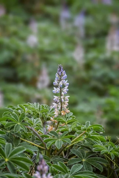 Campo de soja amadurecendo na primavera — Fotografia de Stock