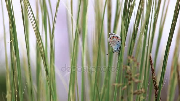 Beau papillon (Bleu Commun, Polyommatus icarus) sur l'herbe — Video