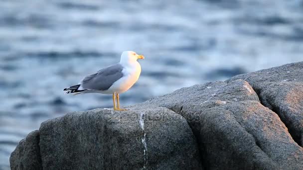 Mouette pose gracieusement pour une photo — Video