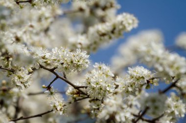 Beautiful flowers in a blackthorn clipart