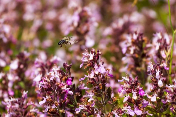 Flores y abejas — Foto de Stock