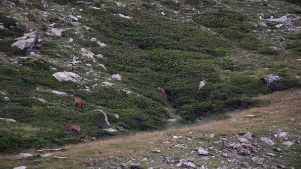 Kozice w górskim Pirenejów (Hiszpania) — Wideo stockowe