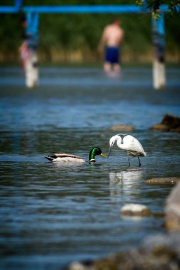 Macaristan'da Balaton Gölü üzerinde iki Sukuşu (küçük ak balıkçıl ve yaban ördeği)