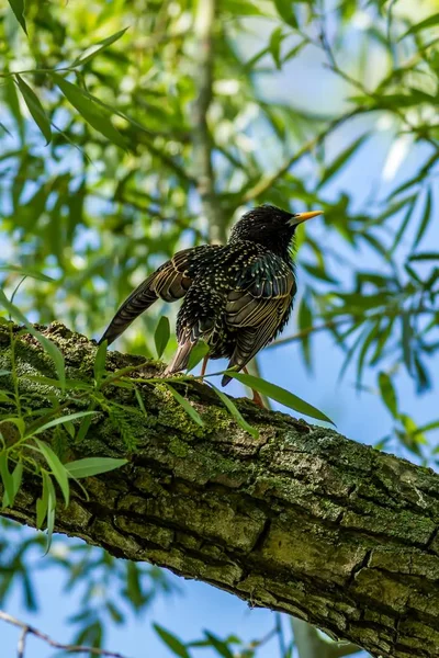 European starling on the branch — Stock Photo, Image