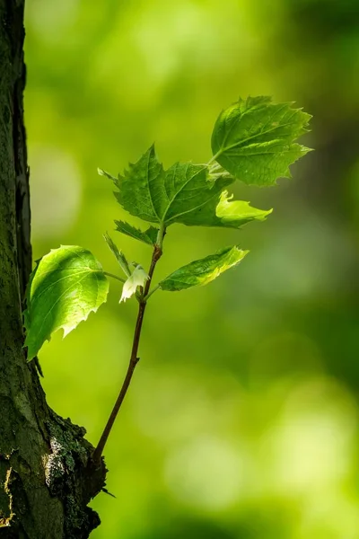 Detalhe harmonioso da floresta, com folhas planas — Fotografia de Stock