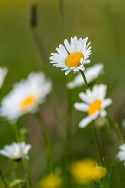 Bella margherita bianca che cresce in un giardino estivo. (Leucanthemum vulgare ) — Foto Stock