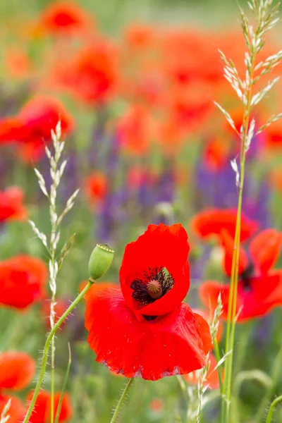 Rode papaver bloemen — Stockfoto