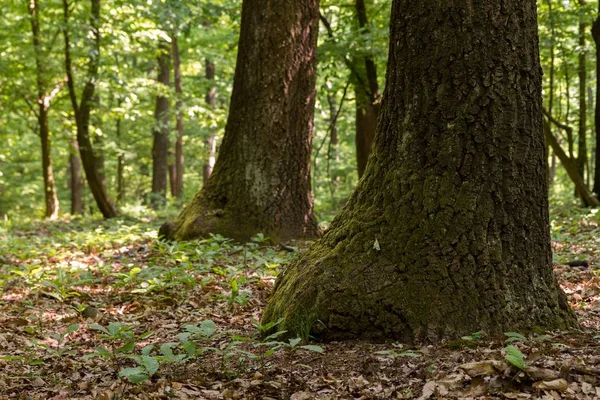 Grüner Wald mit Eichen — Stockfoto
