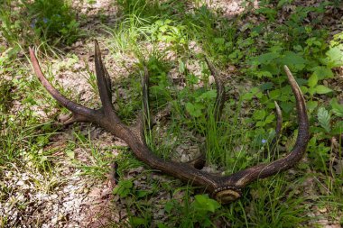 Ormanda kızıl geyik boynuzu (Cervus elaphus)