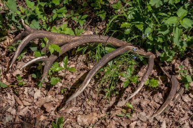 Ormanda kızıl geyik boynuzu (Cervus elaphus)