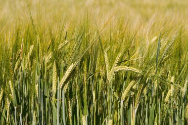 Gün batımı ışık alanında tahıl (buğday)