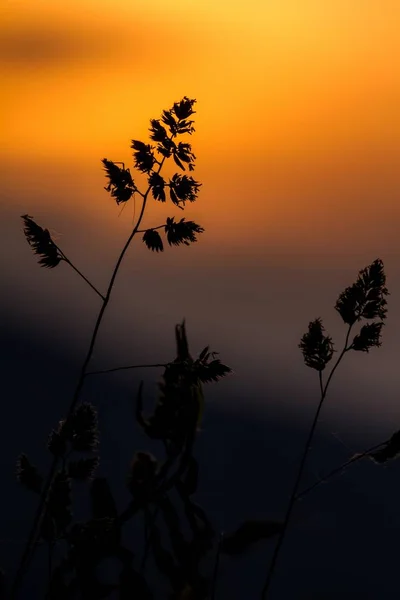 Paysage en herbe dans la lumière magnifique coucher de soleil — Photo