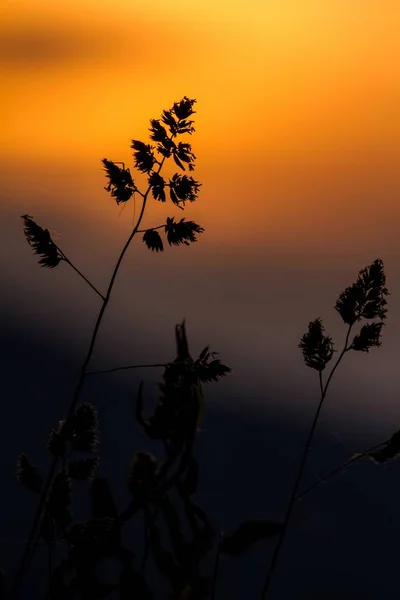 Paisaje de hierba en la maravillosa luz del atardecer —  Fotos de Stock