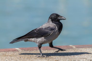 Young hooded crow bird walking clipart