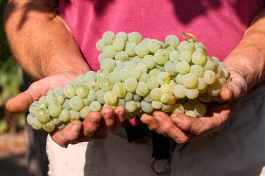 Çiftçi elleri lezzetli üzüm