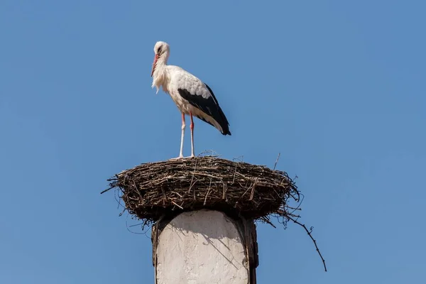 Schöner Weißstorch ruht auf dem Nest — Stockfoto
