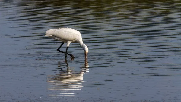 Spoonbill bird looking for food — Stock Photo, Image
