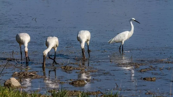 Group of spoonbill birds and little egret looking for food — Stock Photo, Image