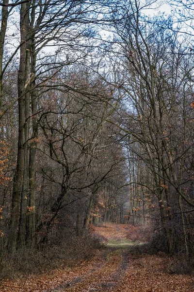 Podzimní cesta v oak forest — Stock fotografie