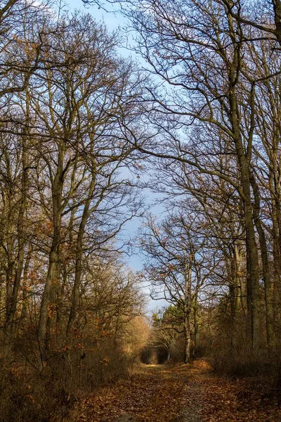 Sendero de otoño en el bosque de robles — Foto de Stock