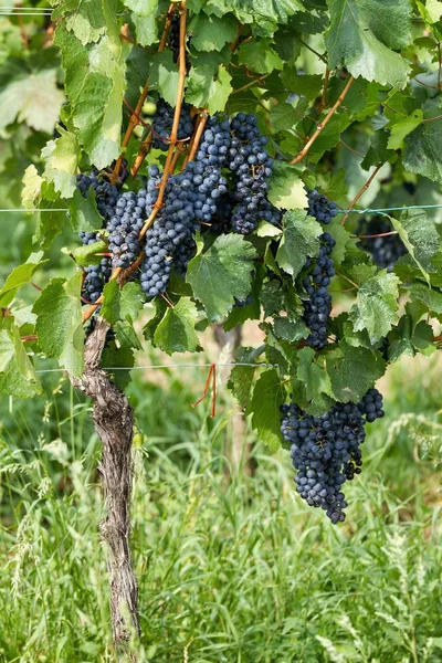 Belo bando de uvas azuis — Fotografia de Stock