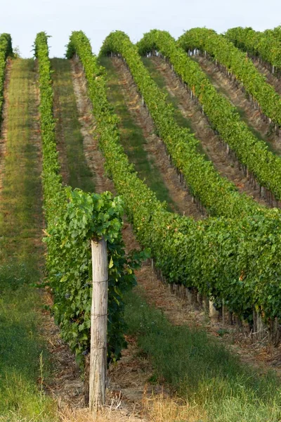 Красиві рядки винограду з Угорщини — стокове фото
