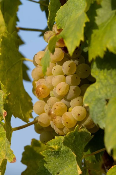 Uvas Welschriesling verdes saborosas close-up — Fotografia de Stock