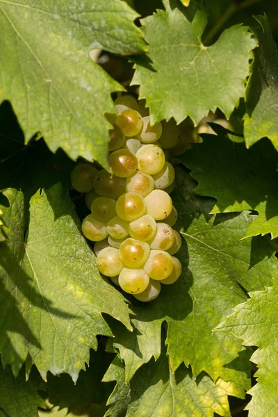 Uvas Welschriesling verdes saborosas close-up — Fotografia de Stock