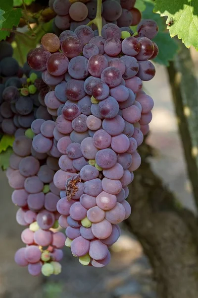 Belo bando de uvas azuis — Fotografia de Stock