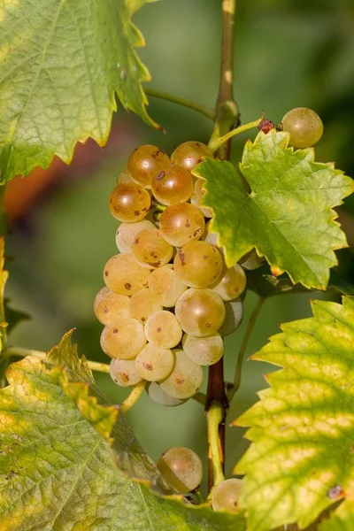 Вкусный зеленый виноград Welschriesling крупным планом — стоковое фото