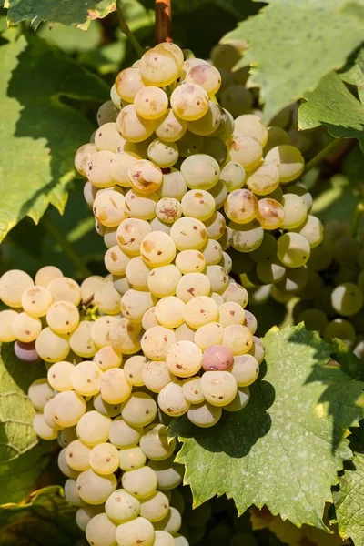 Sabroso verde Welschriesling uvas primer plano —  Fotos de Stock