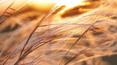 Çayır Krummenacher bitkiye güzel günbatımı ışığı