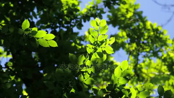 아름 답 고 조화로 운 숲 세부 사항, hornbeam 잎 — 비디오