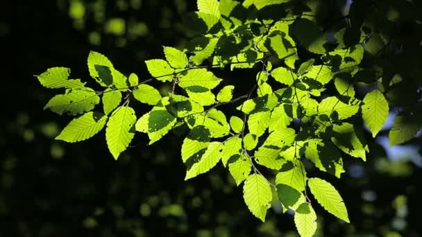 Detalhe bonito e harmonioso da floresta, com folhas de chifre — Vídeo de Stock